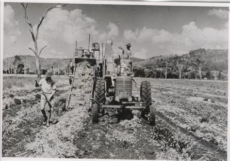 History of the Peanut Industry - The Peanut Company of Australia