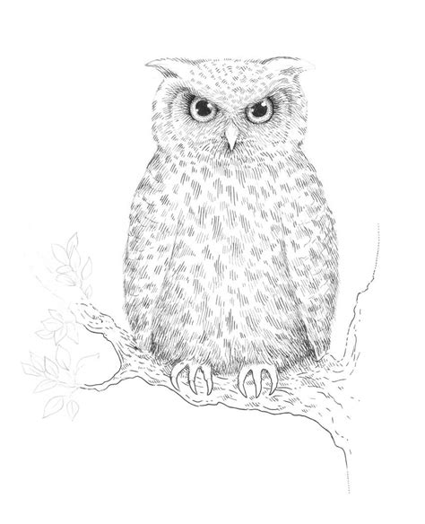 Skizze Bild: Sketch Of An Owl In A Tree