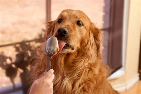 Can Dogs Eat Peanut Butter? Pet-Safe Peanut Butter