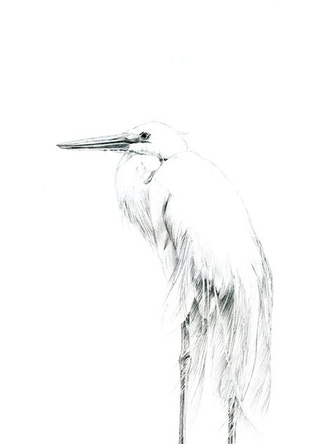 Great White Heron Heron Wall Art Home Decor Wetland Bird - Etsy