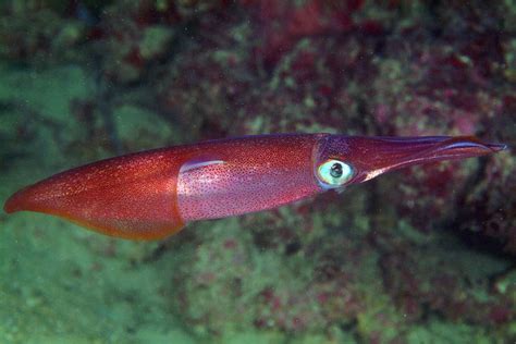 Loligo vulgaris , Forum Natura Mediterraneo | Forum Naturalistico ...