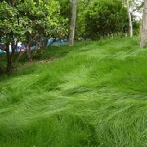 FINE FESCUE – Creeping Red – LeBallister's Seed & Fertilizer