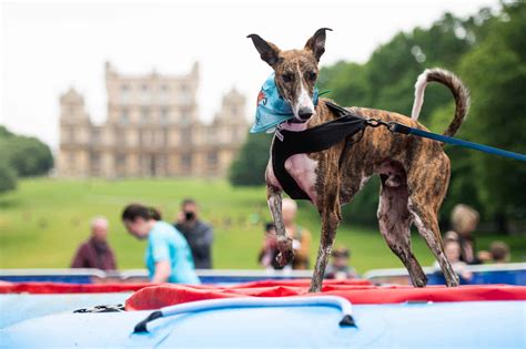 Muddy Dog Challenge Tunbridge Wells | The Dogvine