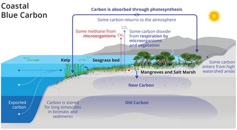 CDR_BlueCarbon6_09-26_v4.png | NOAA Climate.gov