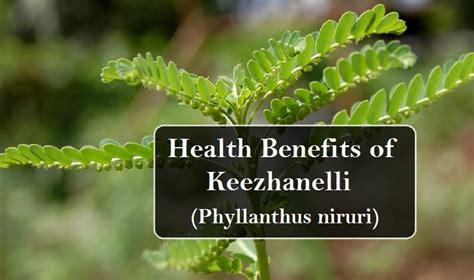 Keezhanelli (Phyllanthus Niruri) | Health Benefits, Dosage, Side ...