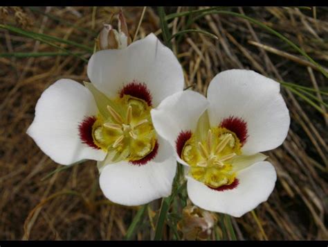 utah state flower sego lily - Temple Packer