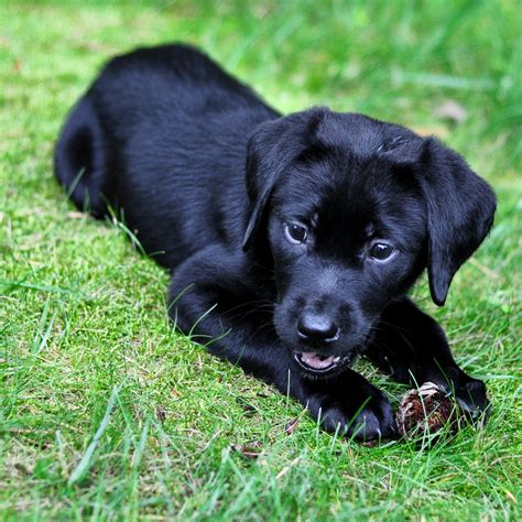 Cute Puppy Dogs: black labrador retriever puppies