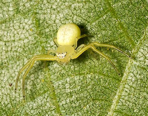 A Green Crab | A Naturalist's Journal