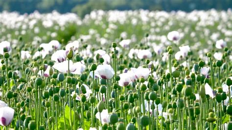 white poppy field Stock Footage Video (100% Royalty-free) 1014728816 ...