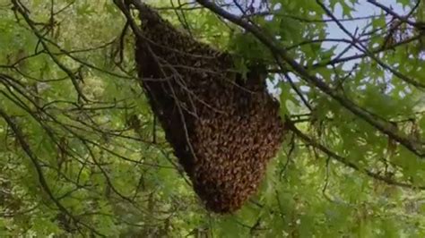 Bees Form Incredible Cluster | The Weather Channel