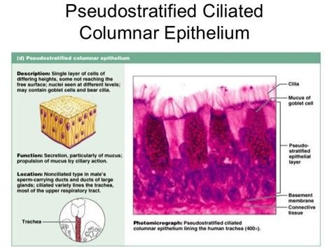 Pseudostratified Columnar Epithelium | Definition, & Types | Anatomy and physiology textbook ...