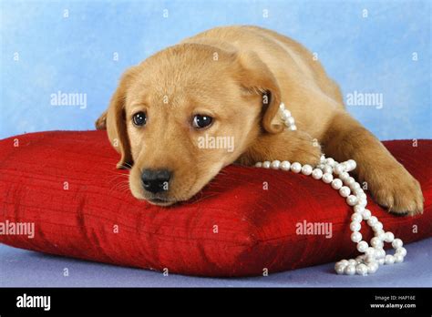 Labrador Retriever Whelp Stock Photo - Alamy