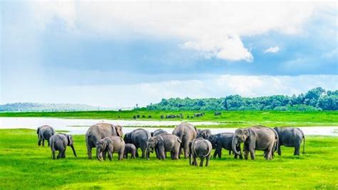 Explore the wildlife sanctuaries of Sri Lanka