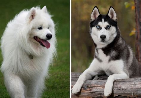 Samoyed Husky Mix: A Complete Samusky Guide | Puplore