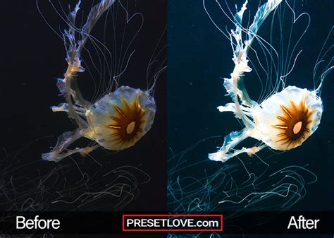 Underwater Fauna | Download FREE Underwater Lightroom Preset