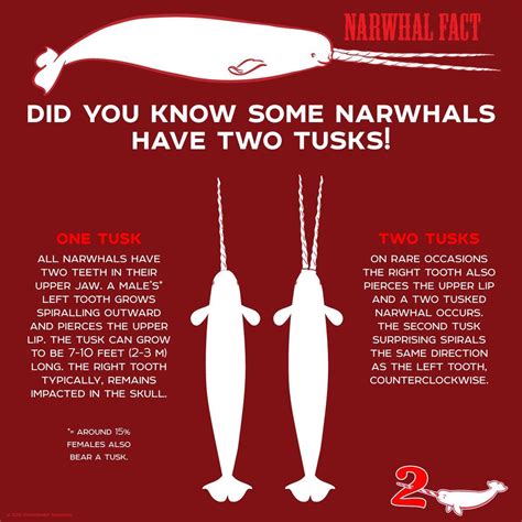 Pin by alphakiller OG on Fun Animal Facts | Narwhal facts, Narwhal, Fun facts about animals