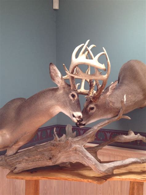 66 best Unique Deer Mounts images on Pinterest | Deer mounts, Deer antlers and Deer horns