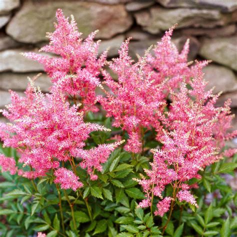 The 17 Best Perennials for Shade Gardens That Overflow with Color