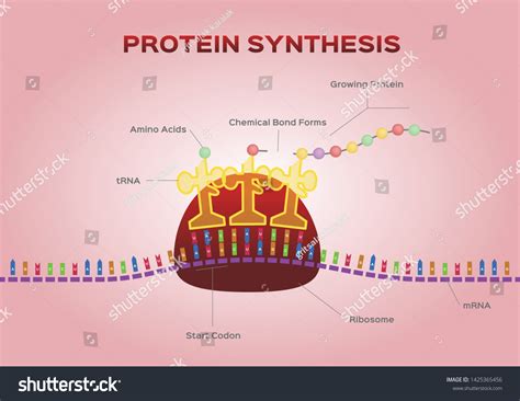 Protein Synthesis Vector Ribosome Assemble Protein Stock Vector ...