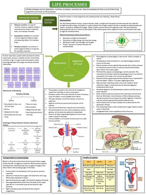 Life Processes | PDF