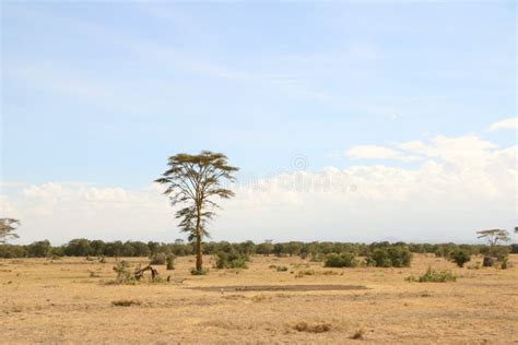 Savanna, Ecosystem, Sky, Grassland Picture. Image: 111027685