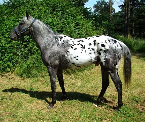 Image result for roan horse | Horses, Pretty horses, Beautiful horses