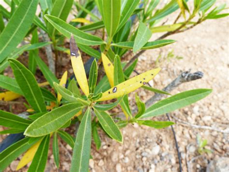 Oleander fungus