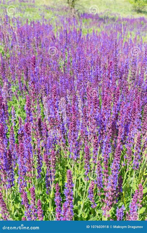 Wild sage flowers stock photo. Image of beauty, flower - 107603918