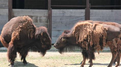 Henry Vilas Zoo welcomes two new bison