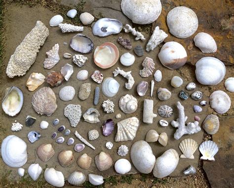 Beachcombing Tips for Collectors - WundrFly