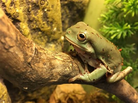 Australian Green Tree Frog (Litoria caerulea) | Animal sounds, Green ...