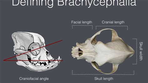 Brachycephalic Airway Disease - YouTube