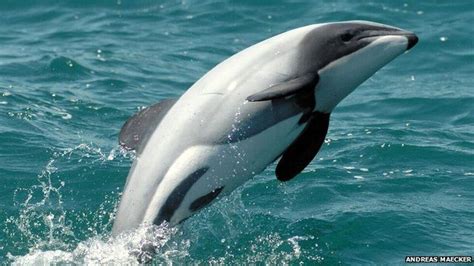 'Loud wakeup call' over critically endangered dolphin - BBC News