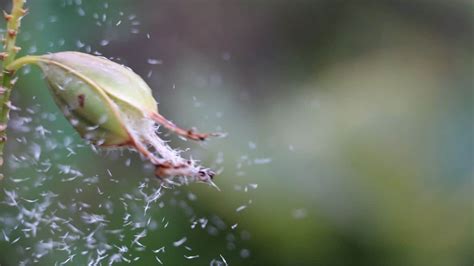 How To Plant Orchid Seeds The Right Way!