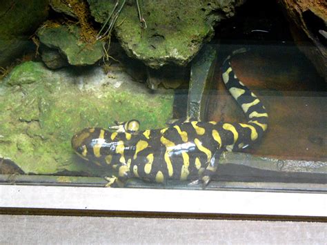 The Online Zoo - Barred Tiger Salamander