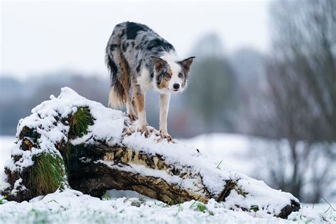 Yule log | Star modelling in the snow | Chris Johnson | Flickr