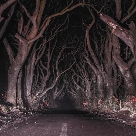 Dark Hedges - najbardziej mroczna droga w Irlandii – Demotywatory.pl