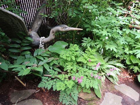 Native Plants « Backyard Habitats