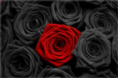 Download popular wallpapers 5 stars: Black rose meaning- 5 Stars