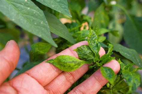 12 Common Pepper Plant Diseases And Pepper Problems