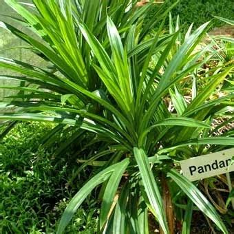 » Pandan Leaves Health Benefits and Pandan Leaf in Cook Rice