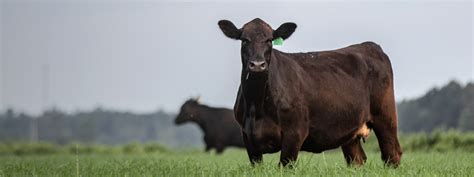 Cattle - Nutritionals | Merck Animal Health USA