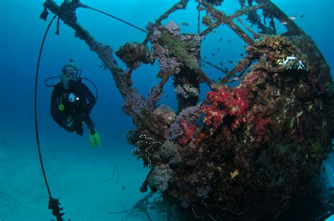 Severance Shipwreck Dive Site | Southern Great Barrier Reef