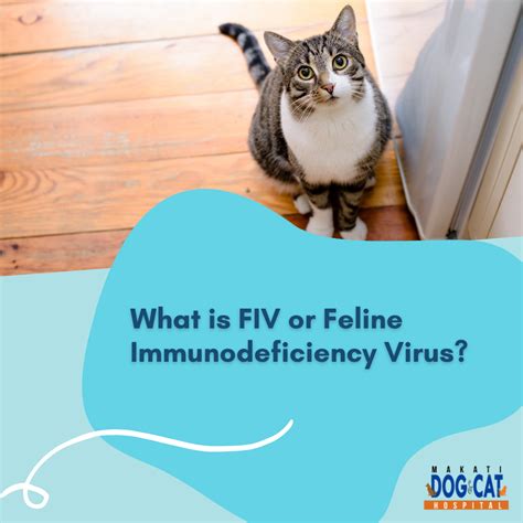 What is FIV or Feline Immunodeficiency Virus - Makati Dog and Cat Hospital