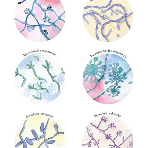 Melanized Fungi Collection Art, Science Art Print, Microbiology Art ...