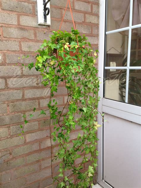 English Ivy Hedera Evergreen Hardy Wall Climbing Hanging Baskets Gardening Plant | eBay