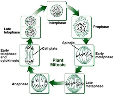 Mitosis Plant Cell Diagram