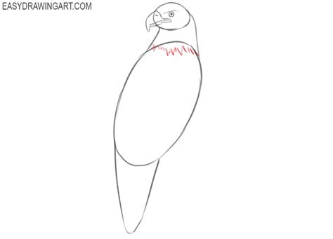 How to Draw an Eagle - Easy Drawing Art