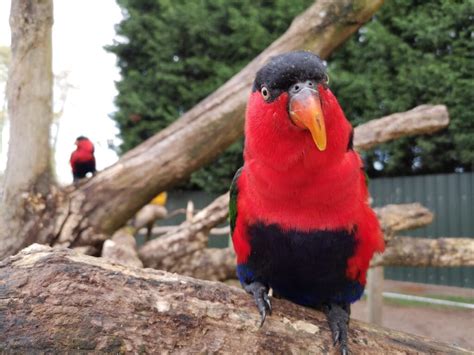 Tropical Birdland - Where to go With Kids - Leicestershire