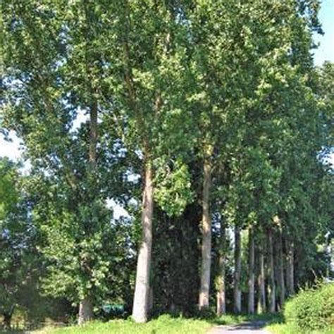 Hybrid Poplar (Cottonless Cottonwood) – 2-3 ft | Populus deltoides X ...